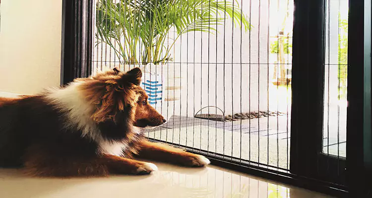 Sliding Screen Pet Door Repair in Menlo Park, CA