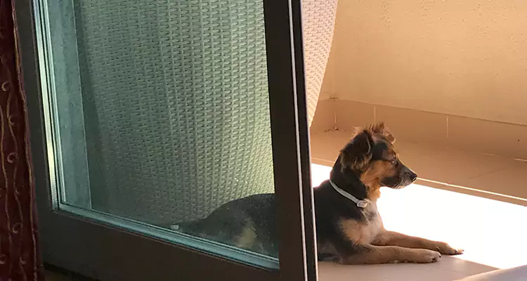 French Door Pet Screen Repair in Menlo Park, CA